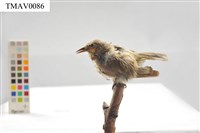 藏品(綠畫眉)的圖片